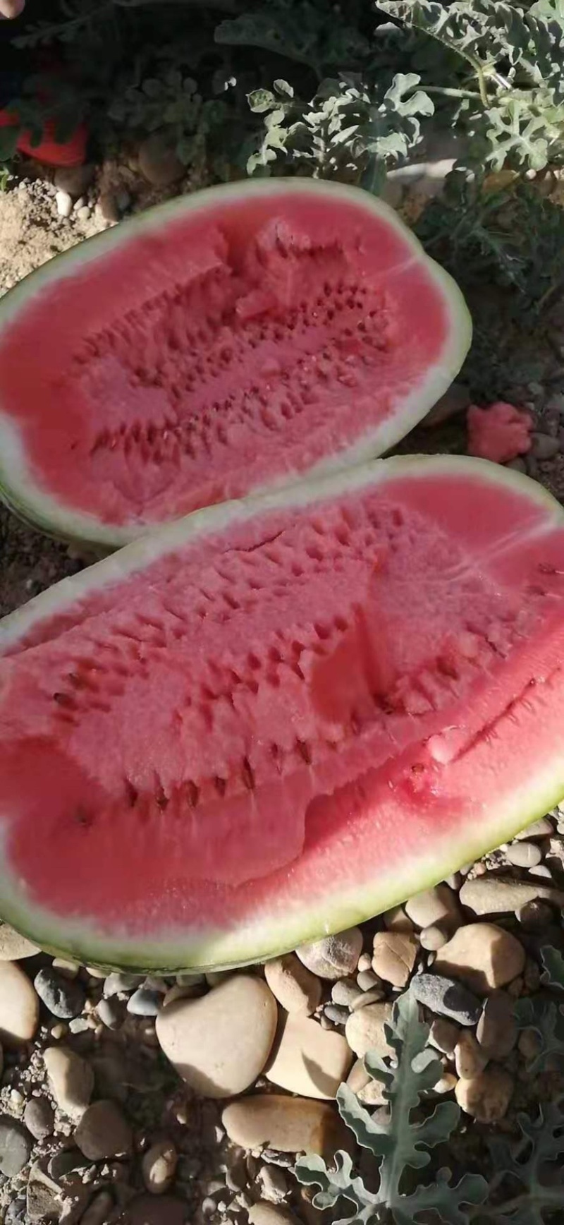【推荐】宁夏西瓜宁夏量大从优包熟包甜欢迎来电咨