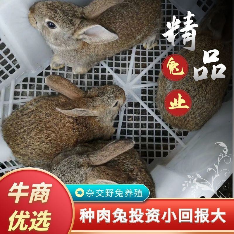 杂交野兔比利时种兔黑色肉兔伊拉兔子养殖回收包技术