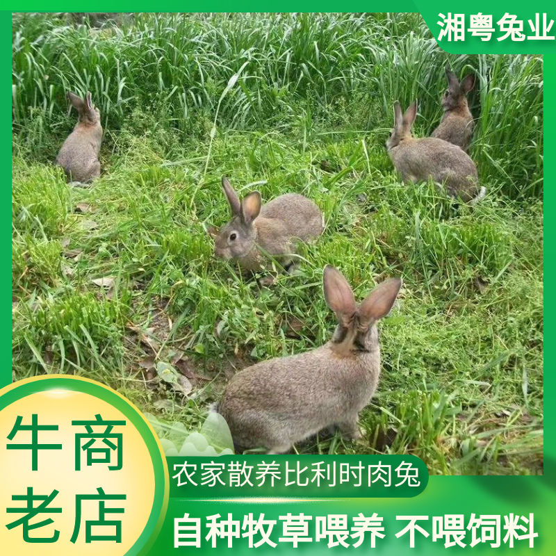 放养杂交野兔比利时种兔肉兔兔子养殖回收包技术运输包成活