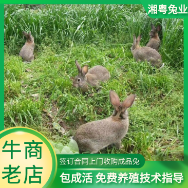 圈养杂交野兔比利时种兔伊拉肉兔兔子养殖回收包成活包技术