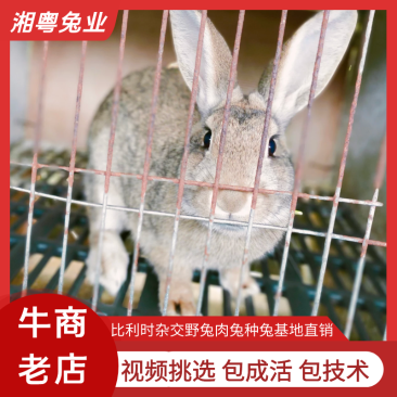 杂交野兔比利时种兔八点黑肉兔伊兔子养殖回收包技术包成活率