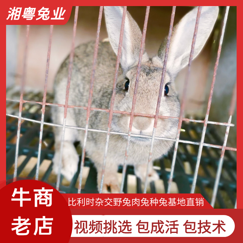 杂交野兔比利时种兔八点黑肉兔伊兔子养殖回收包技术包成活率