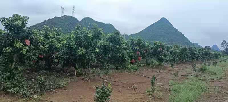 本地果园种植绿化苗木三红柚沙田柚官奚柚子树