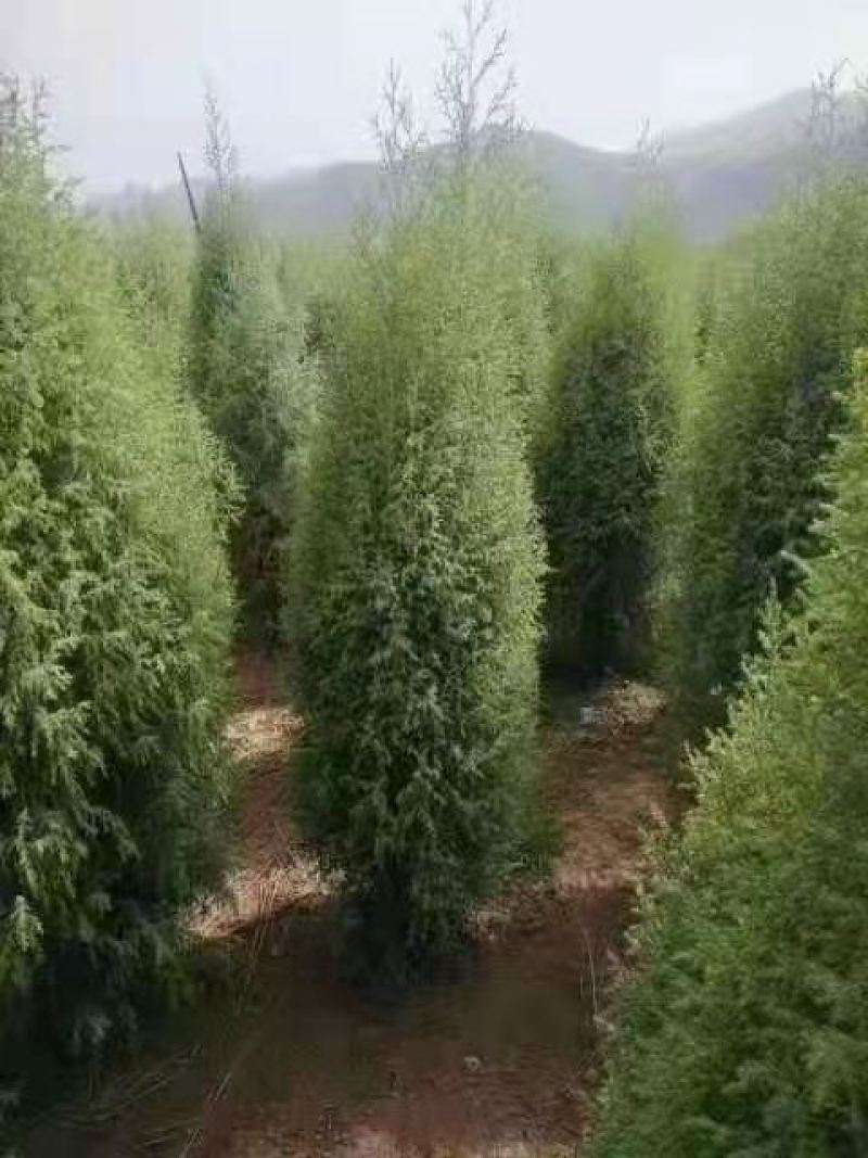 祁连圆柏两米圆柏，两米五圆柏。