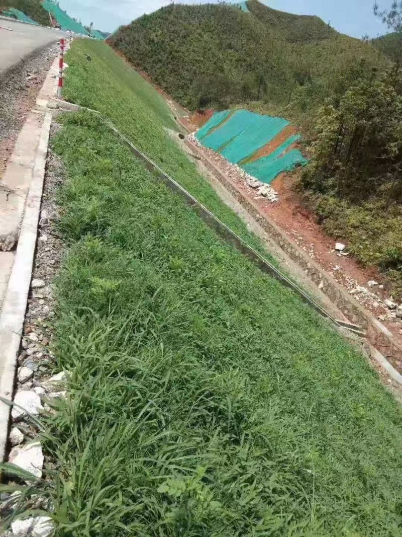 园林绿化百慕大结娄草四季青草坪