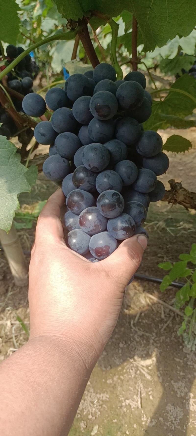 夏黑葡萄