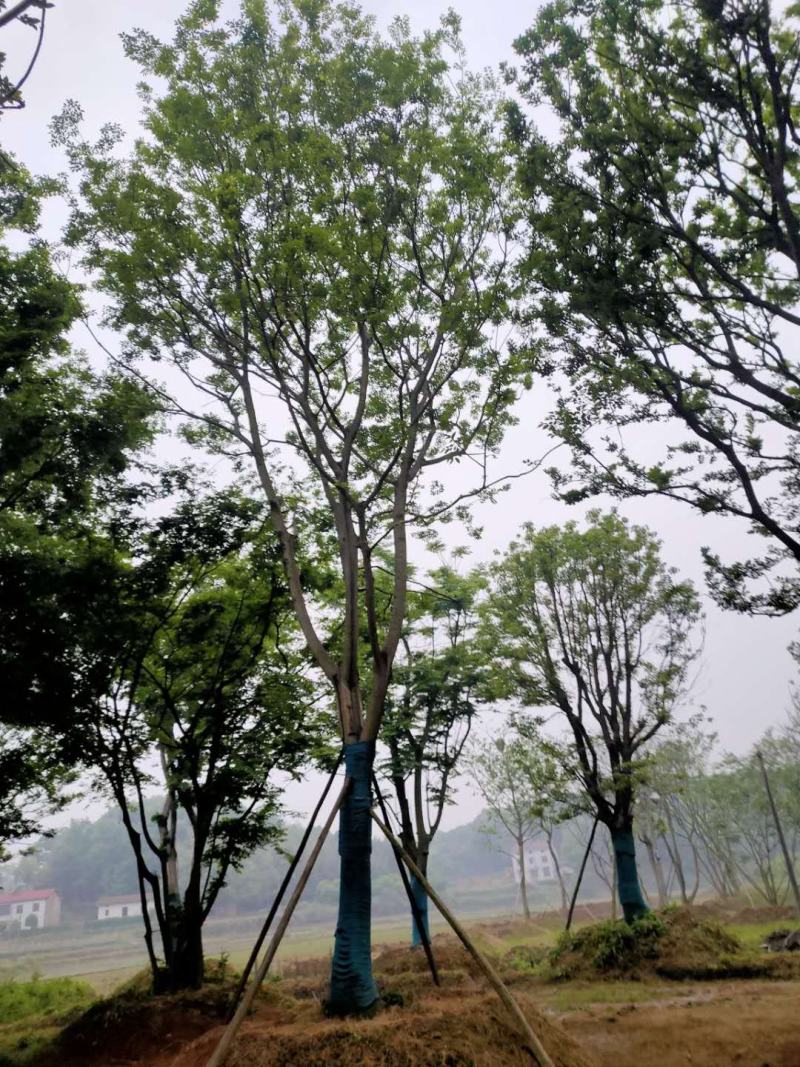 供应25-28公分原生苗朴树，有需要的朋友联系我