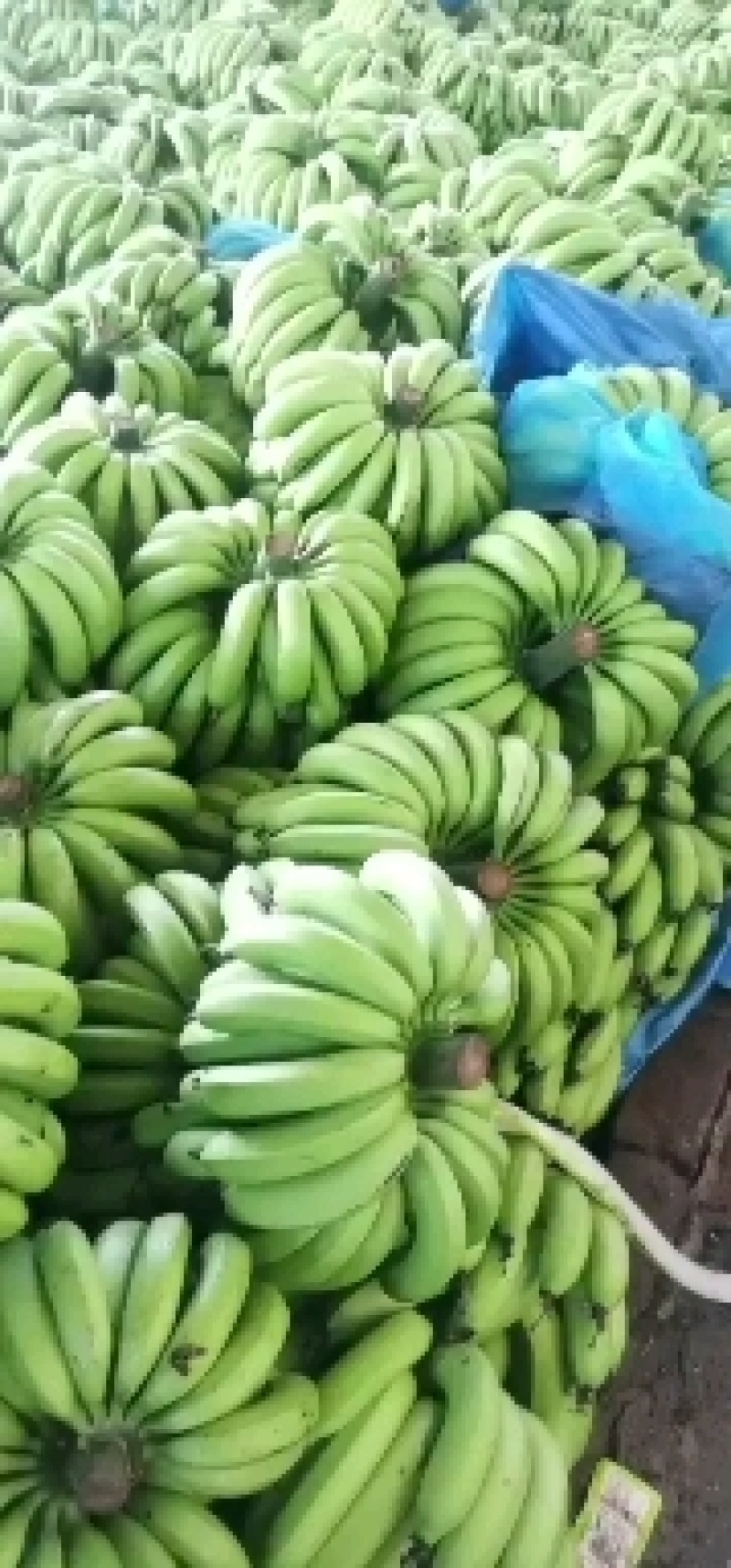 香蕉