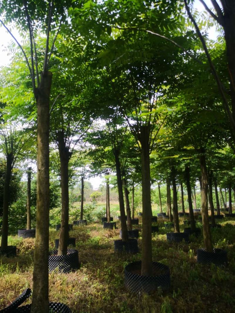 14-15公分的黄山栾树，苗圃直供，有需要的朋友联系我