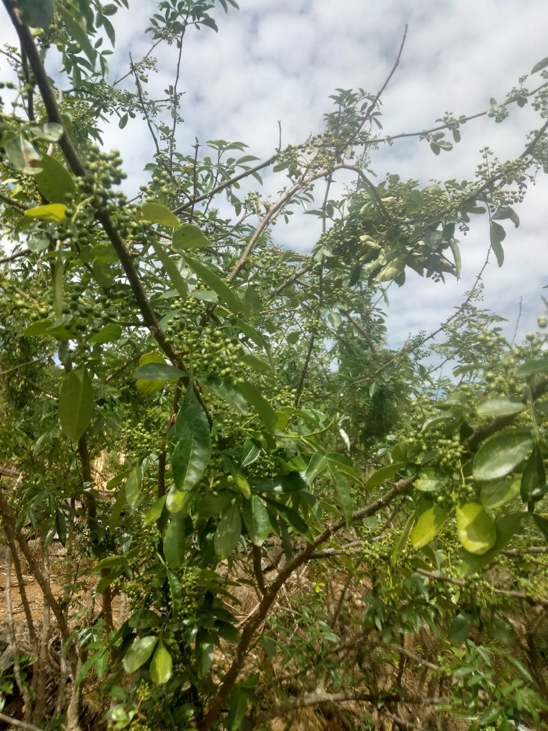 云南特色青花椒