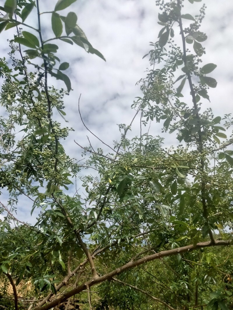 云南特色青花椒