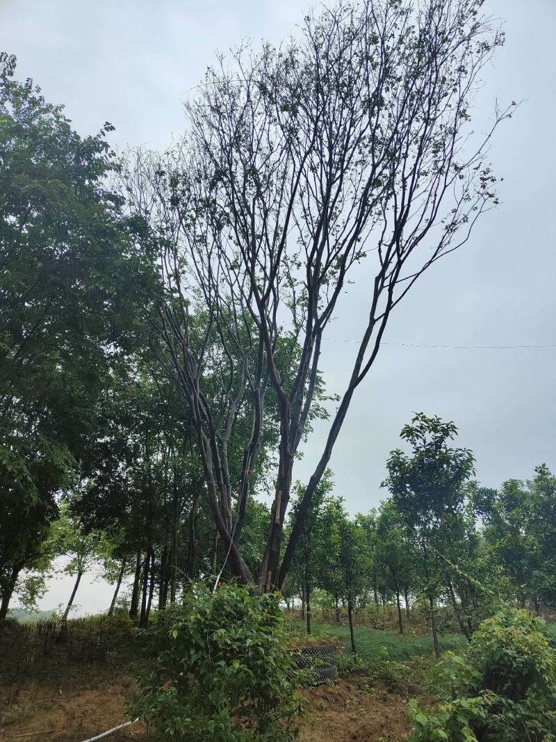 2-6杆丛生朴树，40-120公分，朴树苗木直供