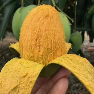 海南芒果