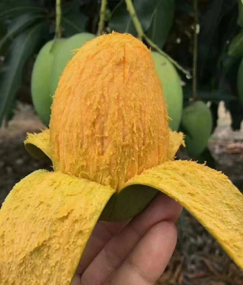 海南芒果