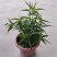忧遁草盆栽鳄嘴花黎王草优盾草苗庭院阳台植物.带土球发