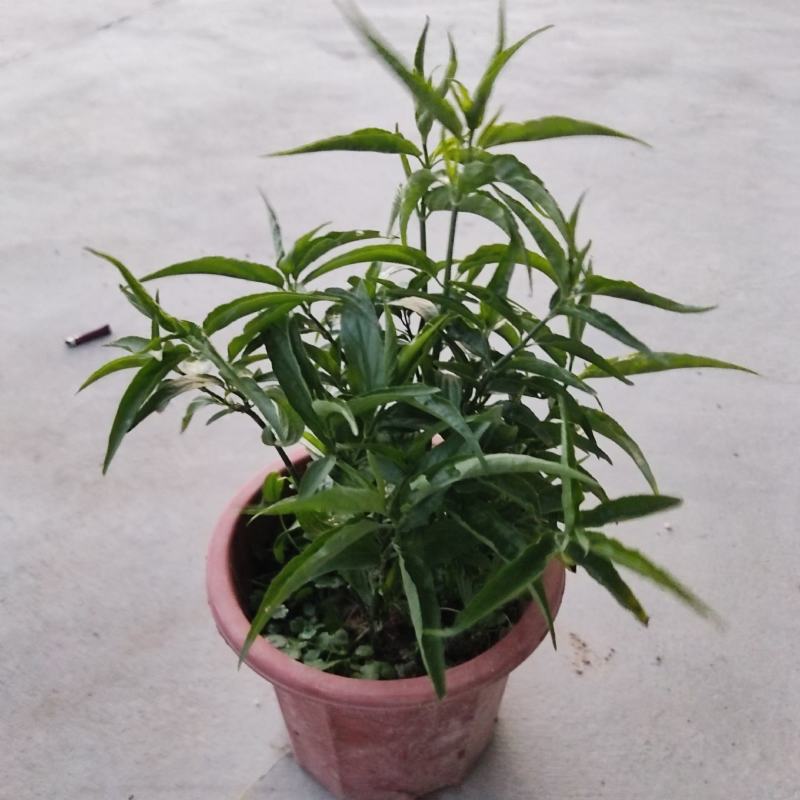 忧遁草盆栽鳄嘴花黎王草优盾草苗庭院阳台植物.带土球发