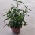 忧遁草盆栽鳄嘴花黎王草优盾草苗庭院阳台植物.带土球发
