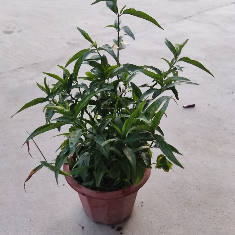 忧遁草盆栽鳄嘴花黎王草优盾草苗庭院阳台植物.带土球发