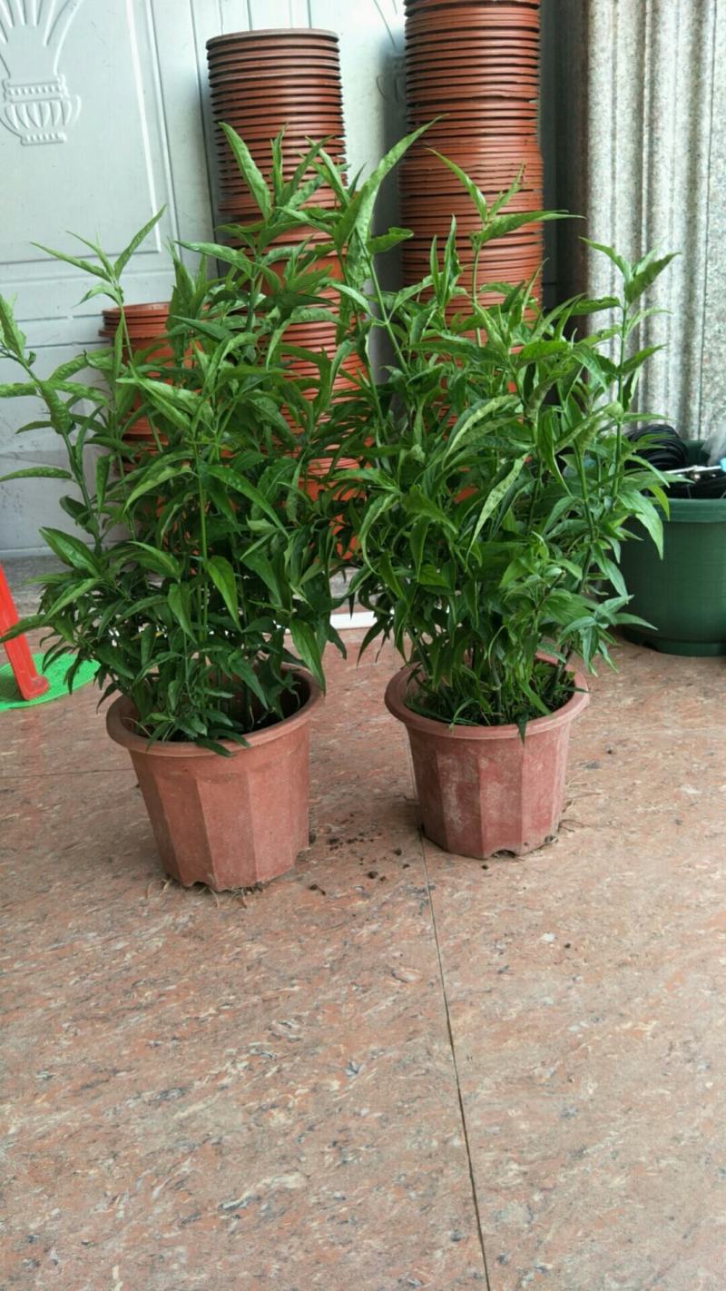 忧遁草盆栽鳄嘴花黎王草优盾草苗庭院阳台植物.带土球发