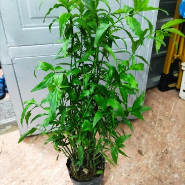 忧遁草盆栽鳄嘴花黎王草优盾草苗庭院阳台植物.带土球发