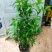 忧遁草盆栽鳄嘴花黎王草优盾草苗庭院阳台植物.带土球发