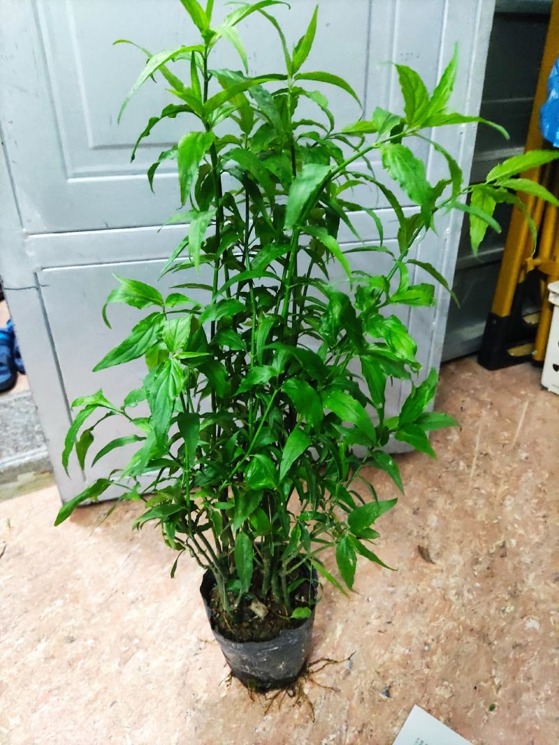 忧遁草盆栽鳄嘴花黎王草优盾草苗庭院阳台植物.带土球发