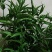 忧遁草盆栽鳄嘴花黎王草优盾草苗庭院阳台植物.带土球发