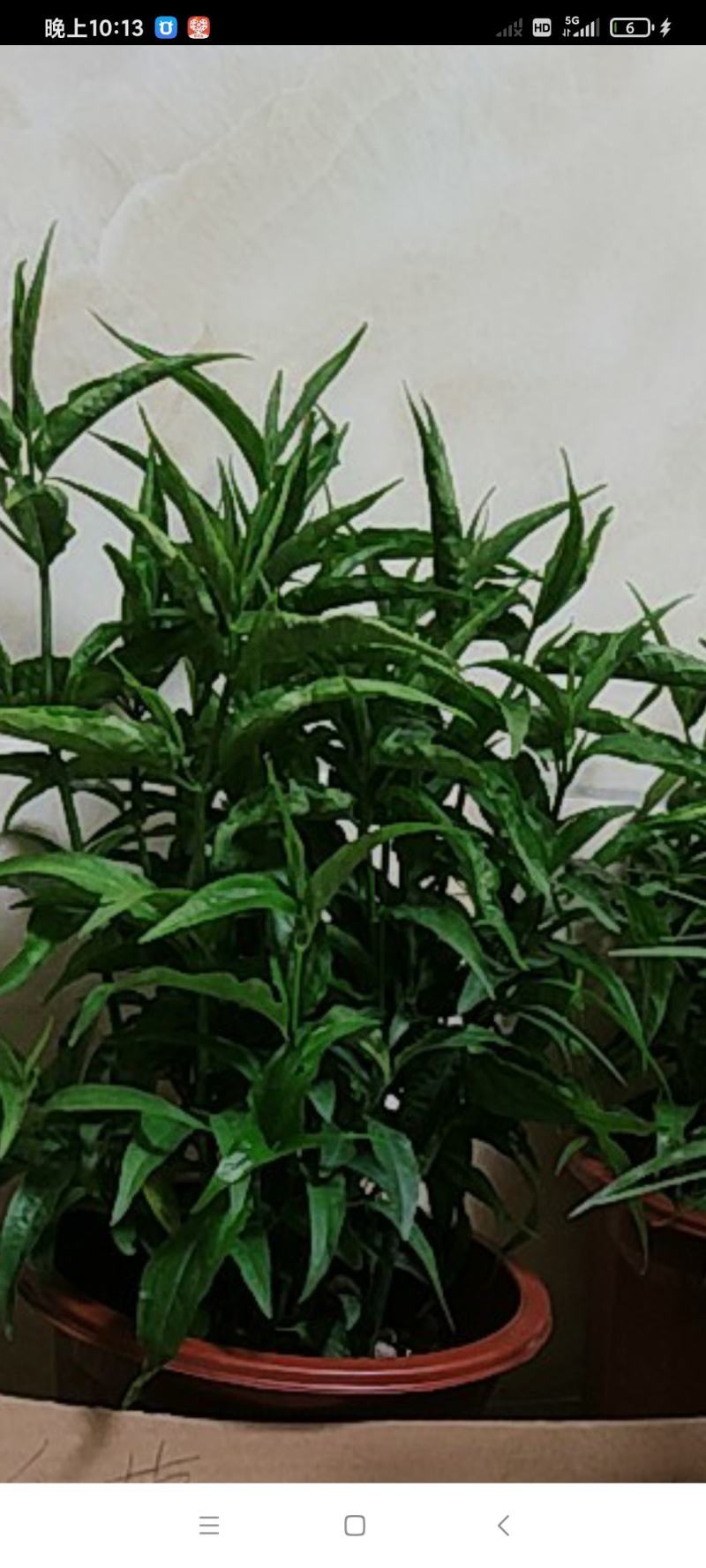 忧遁草盆栽鳄嘴花黎王草优盾草苗庭院阳台植物.带土球发