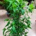 忧遁草盆栽鳄嘴花黎王草优盾草苗庭院阳台植物.带土球发