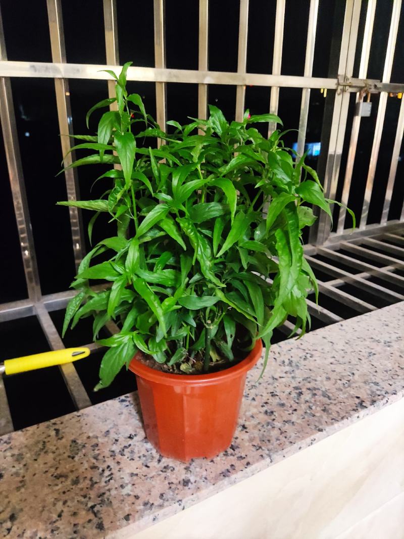 忧遁草盆栽鳄嘴花黎王草优盾草苗庭院阳台植物.带土球发