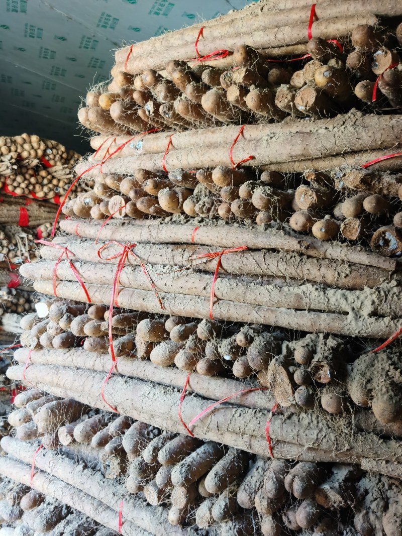 白玉山药铁棍山药，精品货，各种规格供应，支持全国发货