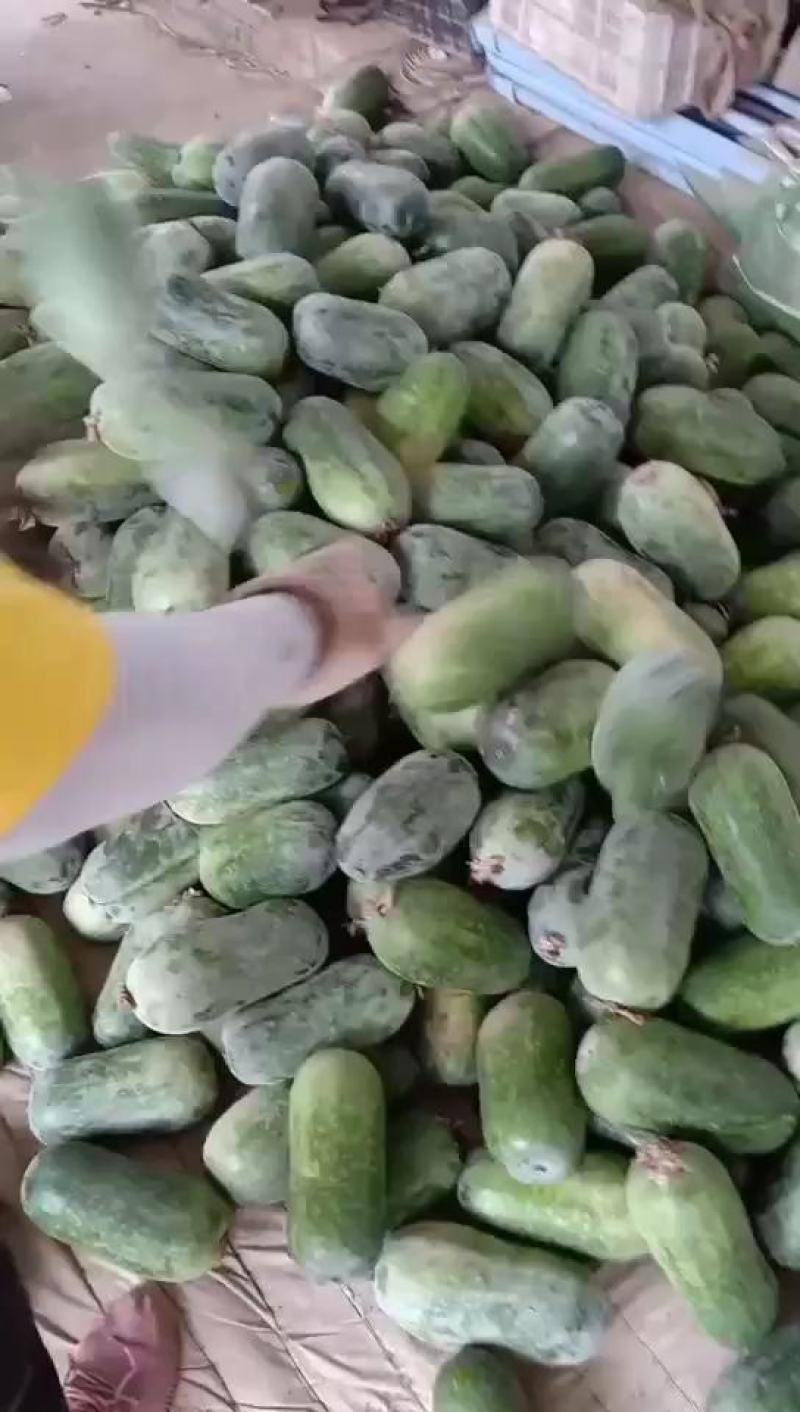 河北衡水宝华疏菜市场，冬瓜大量上市了