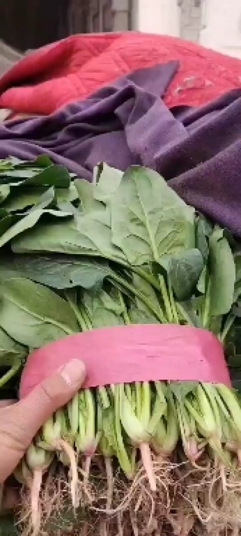 精品菠菜大量上市货源充足常年供应各大商超