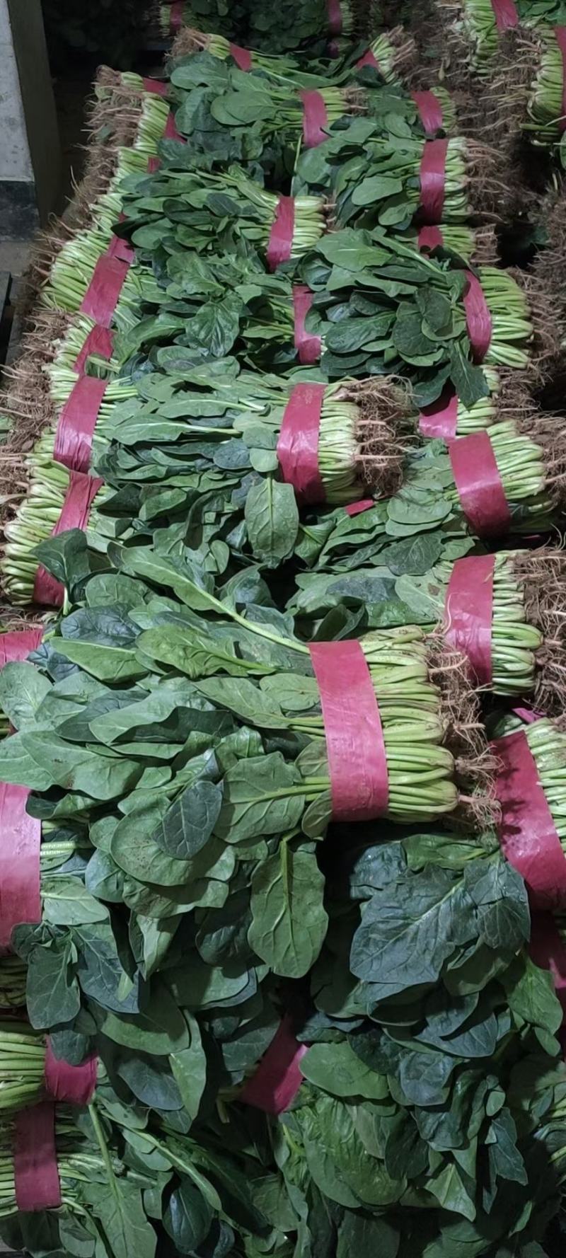 精品菠菜大量上市货源充足常年供应各大商超