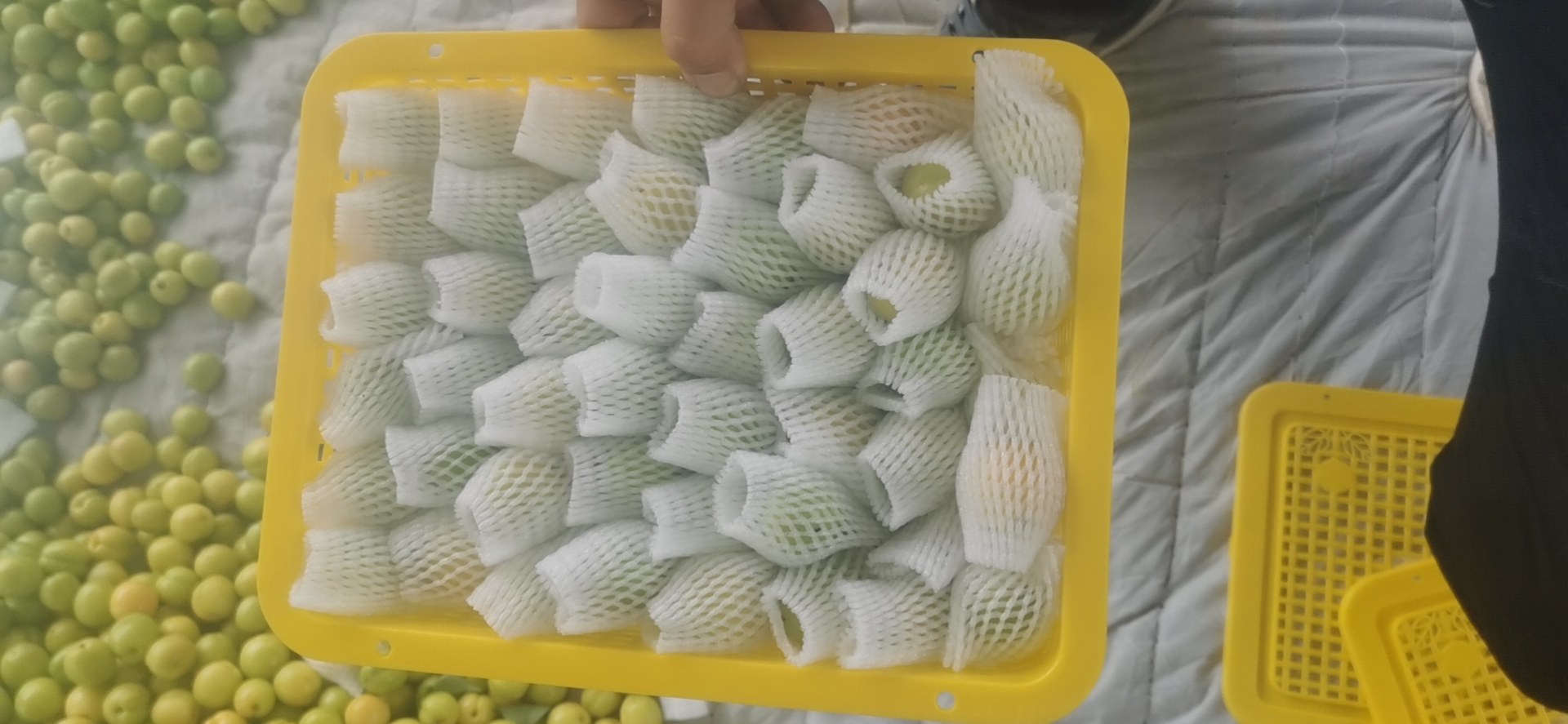 杏果品种展示图