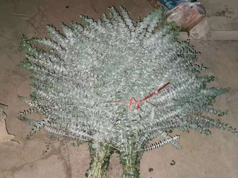 尤加利圆叶桉鲜切花产地直供批发代发冷链运输