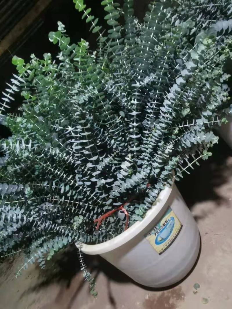 尤加利圆叶桉鲜切花产地直供批发代发冷链运输