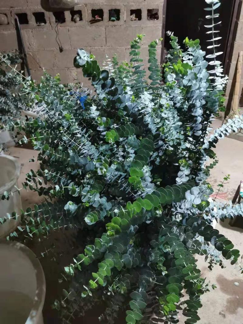 尤加利圆叶桉鲜切花产地直供批发代发冷链运输