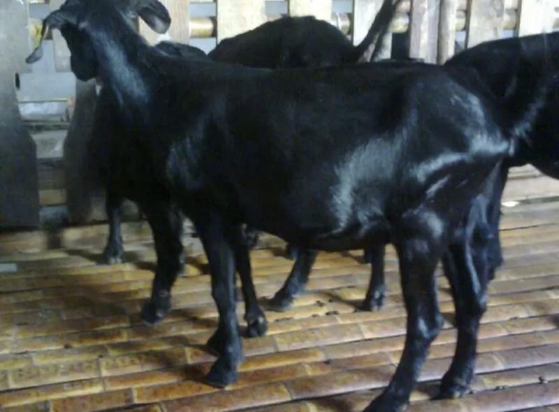 【特价】努比亚黑山羊，母羊长180斤，公羊长300斤