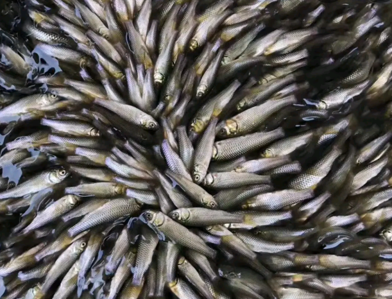 良种草鱼苗，打过疫苗，针水好养速度快大，产量高欢迎订购