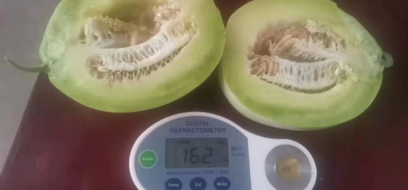 湖北枝江梨瓜甜瓜甜宝万亩瓜园一手货源汁多味甜