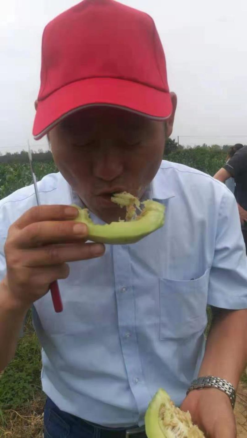 湖北枝江梨瓜甜瓜甜宝万亩瓜园一手货源汁多味甜