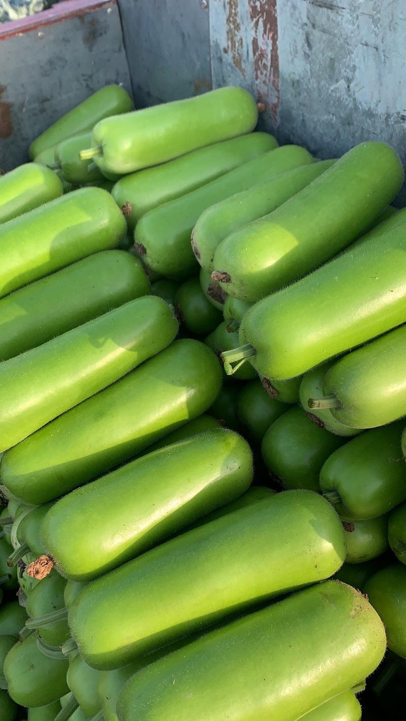 河南精品青瓠瓜，蒲瓜，瓠瓜颜色绿，万亩基地直供全国