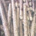 生物质颗粒适合大小锅炉