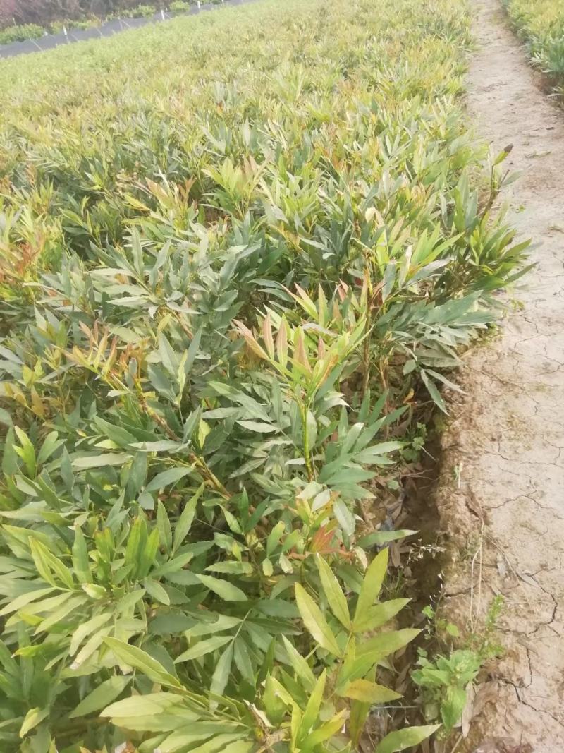 十大功劳