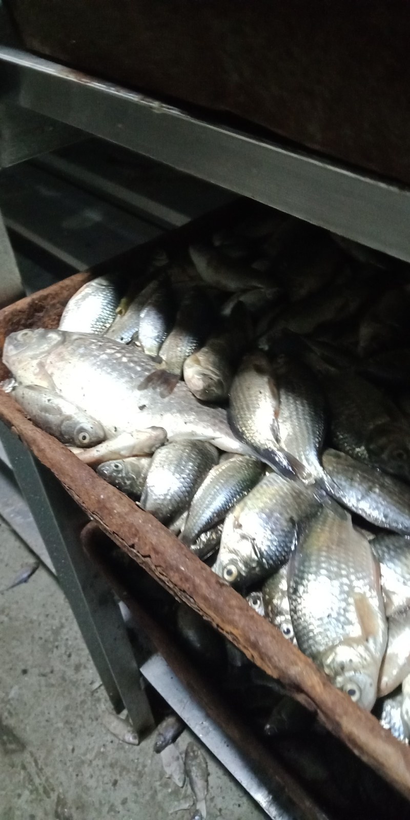 饲料鲫鱼，冰冻鲫鱼
