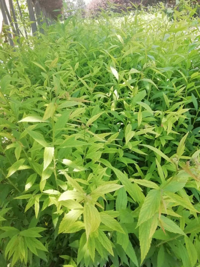 绣线菊
