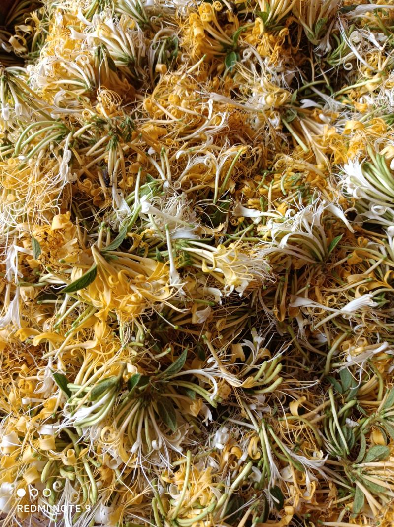 金银花