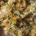 金银花