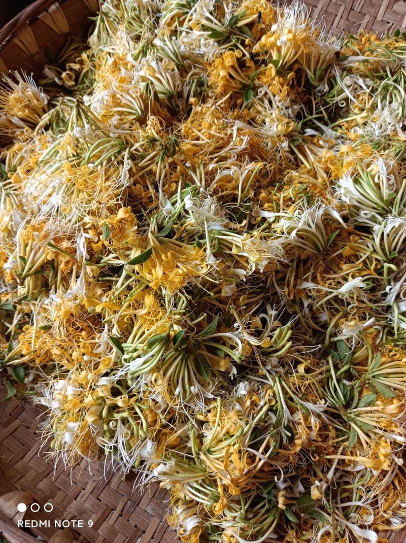 金银花